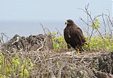 Galapagos Hawk